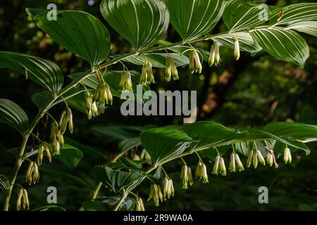 Polygonatum multiflorum, the Solomon's seal, David's harp, ladder-to-heaven or Eurasian Solomon's seal, is a species of flowering plant in the family Stock Photo