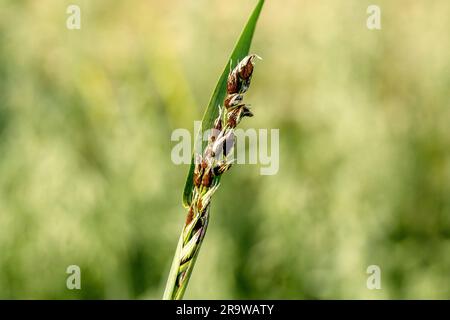 Loose Smut disease signs on oat close-up Stock Photo - Alamy