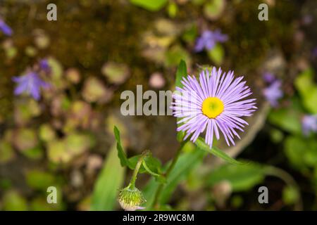 Erigeron speciosus close-up, aspen flea beetle, garden flea beetle, showy flea. Compositae family Stock Photo