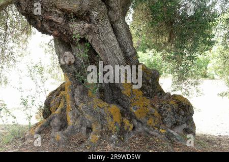 The gnarled ancient trunk of an olive tree in field on the Island of Kefalonia Greece Stock Photo