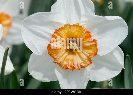 Amaryllidaceae Large-cupped Daffodils Season Bloom,Narcissus 'Professor Einstein' Flower Closeup Daffodil Stock Photo