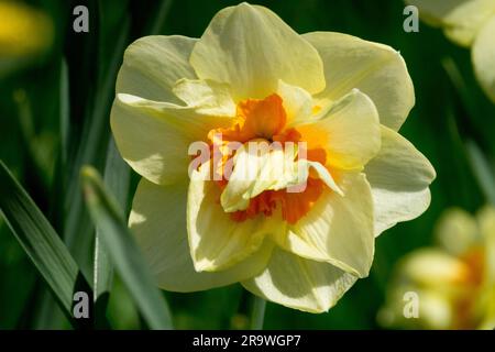 Daffodil Narcissus Double Fashion Narcissus Flower Pale Yellow Orange Daffodil Narcissus Flower Closeup Stock Photo