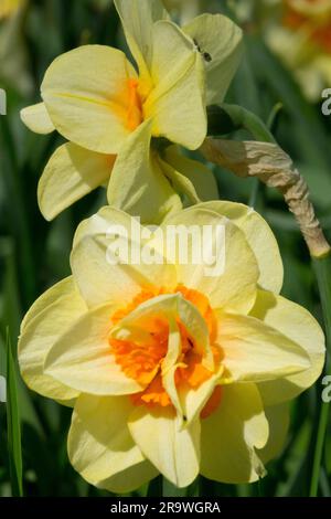 Spring, Herbaceous, Plants, Narcissus, Daffodil, Narcissus 'Double Fashion' Stock Photo