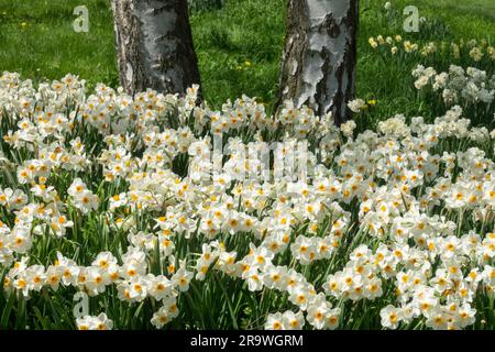 White, Daffodils, Narcissus, Flowers, Garden, Narcissus 'Geranium', Tree, Birch, Trunk, Spring Stock Photo