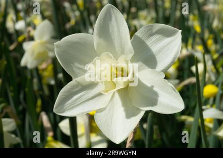 Jonquilla Daffodil, Miniature Daffodil Narcissus "Pueblo", Daffodil, Flower, Narcissus, White, Bloom, Closeup Stock Photo
