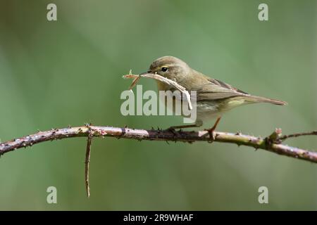 Willow Warbler-Phylloscopus trochilus gathers nest material. Spring. Uk Stock Photo
