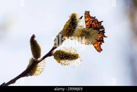 Sprig of young willow with yellow pollen on fluffy flowers and sitting butterfly on a blue background. Photo of high quality. Horizontal. Stock Photo