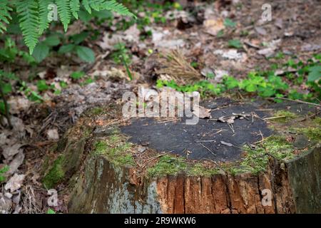 Large tree stump covered with moss in a forest Stock Photo - Alamy