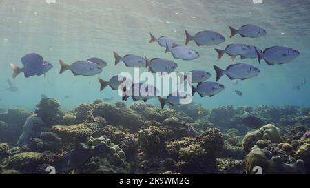 School fishes underwater sun beams and sun shine calming and relaxing ocean scenery backgrounds. Shoal of juvenile Brassy Chub (Kyphosus vaigiensis) Stock Photo