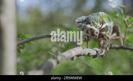 Green chameleon walks along branch and looksat around on bright sunny day on the green trees background. Panther chameleon (Furcifer pardalis) . Stock Photo