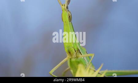 Frontal portrait of Giant green slant-face grasshopper Acrida sitting on spikelet on grass and blue sky background Stock Photo