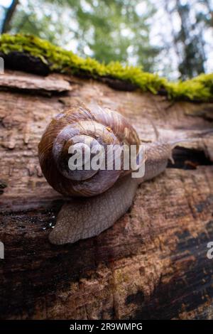 Burgundy snail (Helix pomatia), crawling on dead wood covered with moss, Kruppwald in Essen, North Rhine-Westphalia, Germany Stock Photo
