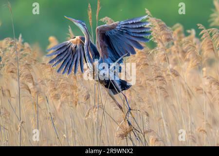 Purple heron (Ardea purpurea) takes off from the reeds, adult bird, Waghaeusel, Baden-Wuerttemberg, Germany Stock Photo
