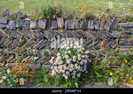 Wall made of slate slabs, planted with various colourful flowers, Cornwall, England, Great Britain Stock Photo