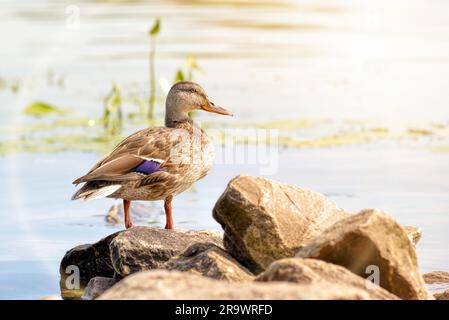 A female duck is standing close to the golden waters of the Dnieper river at dawn in Kiev Stock Photo