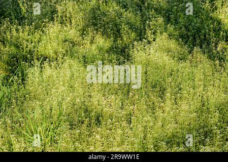 Flowers also called Shepherd's-purse (Capsella Bursa-pastoris) in the meadow, under the soft spring sun at morning Stock Photo