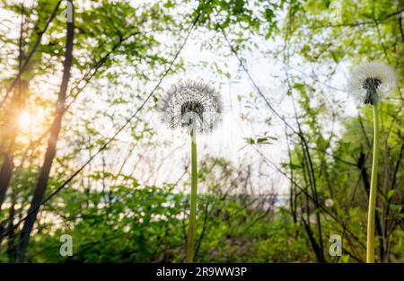 Dandelion in the woods close to the river at sunrise during a soft spring day Stock Photo