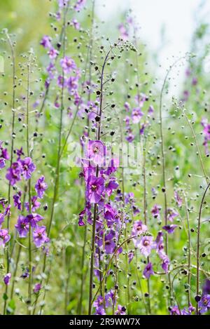 A meadow full of violet (Verbascum phoeniceum) under the warm spring sun Stock Photo