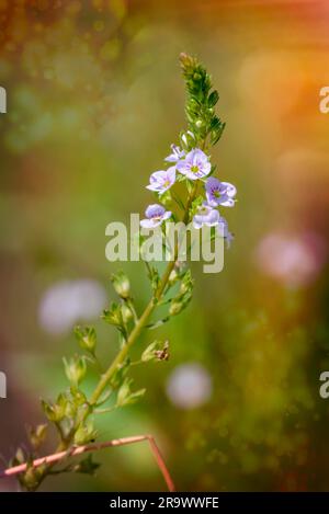 A pink Veronica (anagallis-aquatica) flower, also called water speedwell, or blue water-speedwell under the warm summer sun Stock Photo