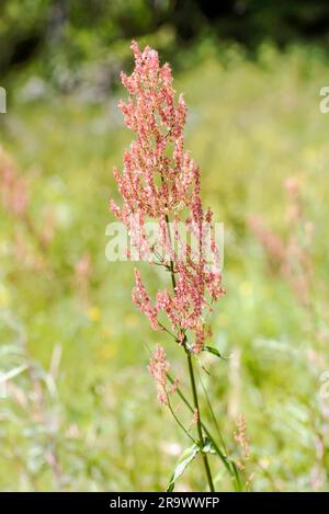 Red fresh Rumex acetosella, commonly known as sheep's sorrel, red sorrel, sour weed and field sorrel, in a green meadow under the warm summer sun Stock Photo