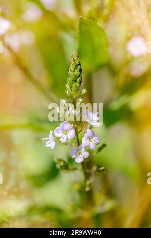 A pink Veronica (anagallis-aquatica) flower, also called water speedwell, or blue water-speedwell under the warm summer sun Stock Photo