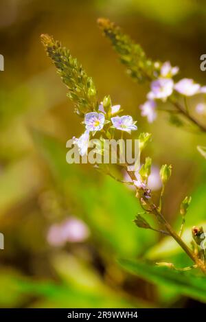 A pink Veronica (anagallis-aquatica) flower, also called water speedwell, or blue water-speedwell under the warm summer sun Stock Photo