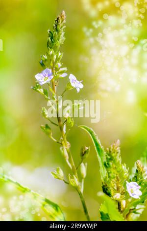 A pink Veronica (anagallis-aquatica) flower, also called water speedwell, or blue water-speedwell under the warm summer sun Stock Photo