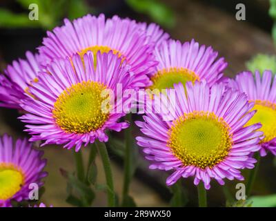 Lilac and yellow summer flowers of the carpeting fleabane, Erigeron glaucus 'Sea Breeze' Stock Photo