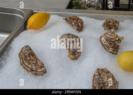enjoy a platter of freshly served marennes d'oleron oysters, known for their exquisite taste and delicate texture, offering a luxurious seafood experi Stock Photo
