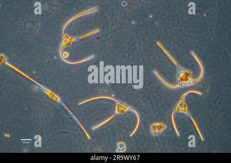 Planktonic dinoflagellates from genus Ceratium collected from coastal ...