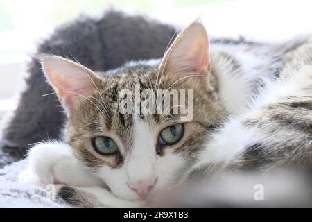 Beautiful adult Tabby Cat looking directly at the camera Stock Photo