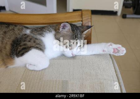 Adult female Tabby Cat in "Superman" pose lying on sofa Stock Photo