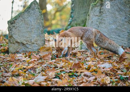 Red fox (Vulpes vulpes) looking for prey on the ground in an old Jewish cemetery in autumn, Czech Republic Stock Photo