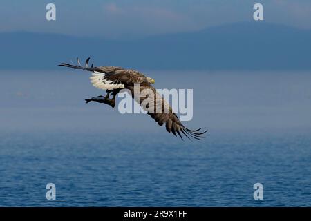 A White Tailed Eagle flying off with a fish Stock Photo