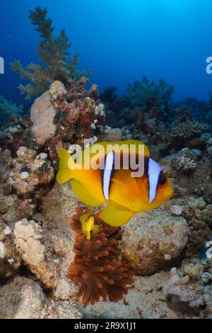Pair of red sea clownfish (Amphiprion bicinctus) in front of its Fluorescent bubble-tip anemone (Entacmaea quadricolor), Dive Site House Reef Stock Photo