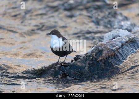 White-throated Dipper (Cinclus) on stone water, Lake Tomaslompolo, Lapland, Finland Stock Photo