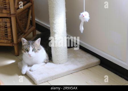 Adult female Tabby Cat lying relaxed at the bottom of her cat tree Stock Photo