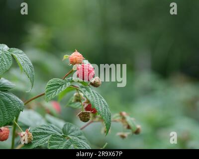 Raspberries hanging on a raspberry bush branch. Close up. Stock Photo