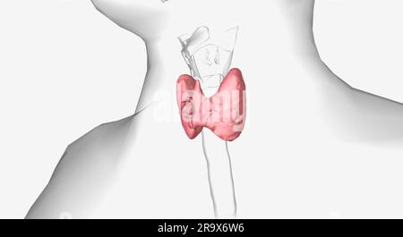 Thyroid nodules are solid or fluid-filled lumps on the surface of the ...