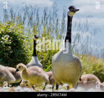 Male And Female Canada Goose, Branta canadensis, On Alert Protecting Young Goslings, England UK Stock Photo