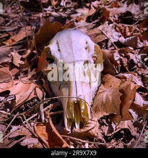 Skull of a white-tail deer, odocoileus virginianus, lying on the leaf-covered forest floor in Missouri. Front view Stock Photo
