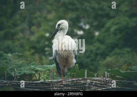 Large stork standing on one leg in a nest in green nature Stock Photo