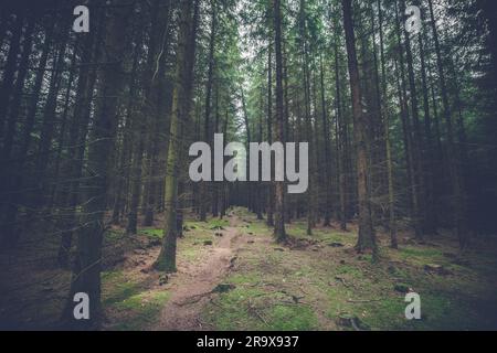 Dark pine forest with tall spooky trees Stock Photo