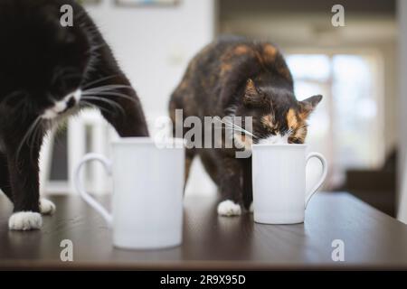 Naughty cats drinking from cup on dining table at home. Domestic life with pets. Stock Photo