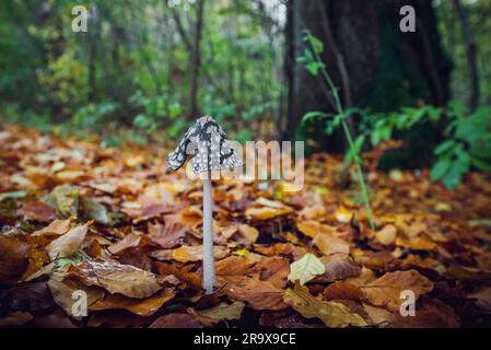 Coprinopsis picacea mushroom with a tall stalk and a black hat with white spots in a forest in the fall with golden autumn leaves Stock Photo