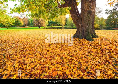 Autumn maple leaves in yellow colors covering the ground in a park in autumn under a large tree with fallen leaves in the fall Stock Photo