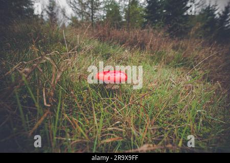 (Amanita Muscaria) mushroom in green grass in a forest at autumn Stock Photo