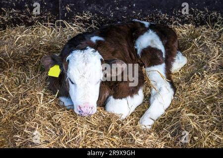 Hereford calf with a yellow ear mark relaxing in a pile of hay in a stable Stock Photo