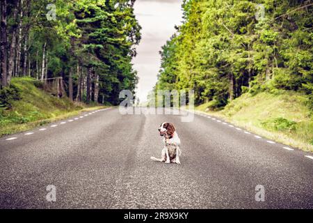 Dog on an empty asphalt road in a forest sitting in the middle of the road Stock Photo
