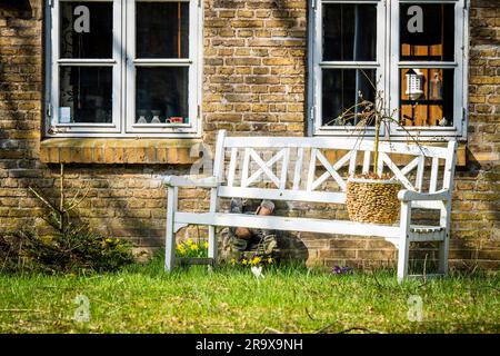 White bench outside an old brick house with daffodils blooming in the spring Stock Photo